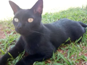 Gato raça Srd idade 1 ano nome Duda GRATIFICA