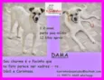 Dama
