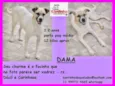 Dama
