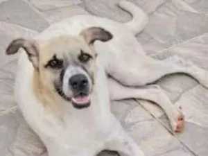Cachorro raça  idade 1 ano nome Dama