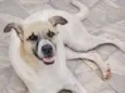 Dama