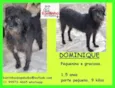 Dominique Pequena