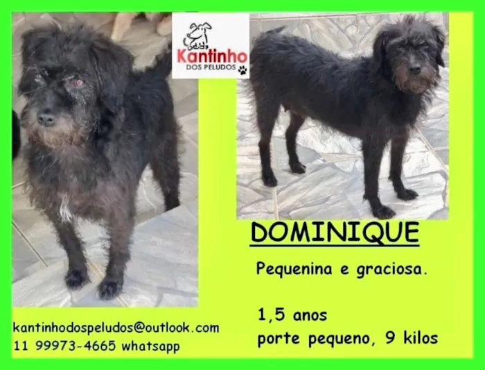 Cachorro ra a  idade 1 ano nome Dominique Pequena