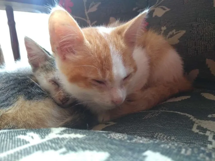 Gato raça  idade 2 a 6 meses nome Ainda não tem nome