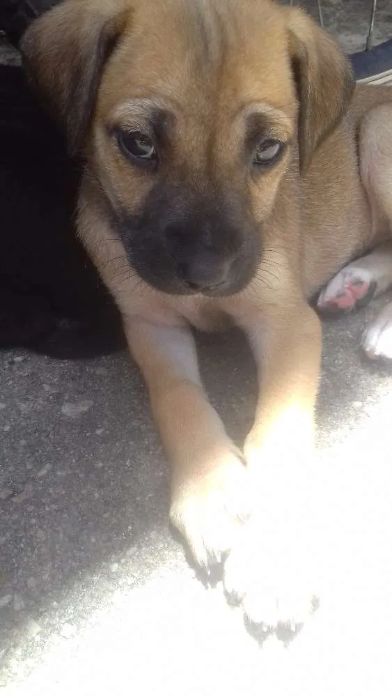 Cachorro ra a Vira lata idade 2 a 6 meses nome Sem nome