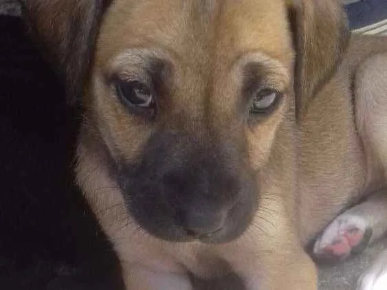 Cachorro ra a Vira lata idade 2 a 6 meses nome Sem nome