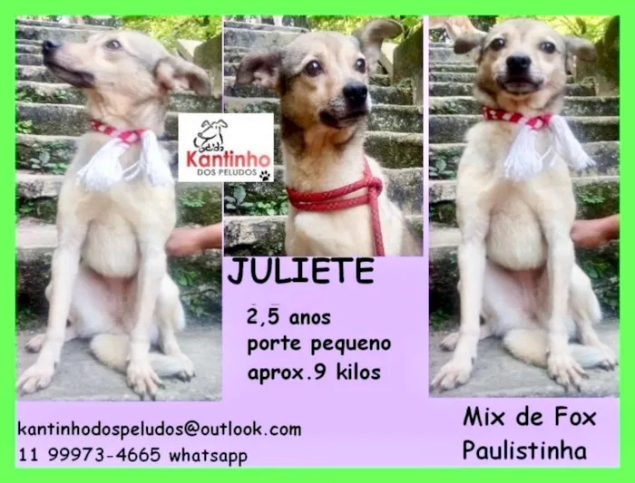 Cachorro ra a  idade 2 anos nome Juliete Pequena