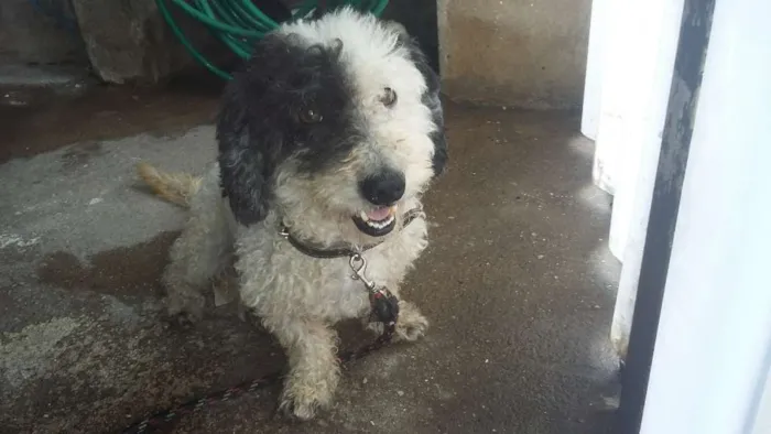 Cachorro ra a SRD idade 3 anos nome Nick