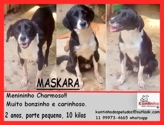 Cachorro ra a  idade 2 anos nome Máskara Pequeno