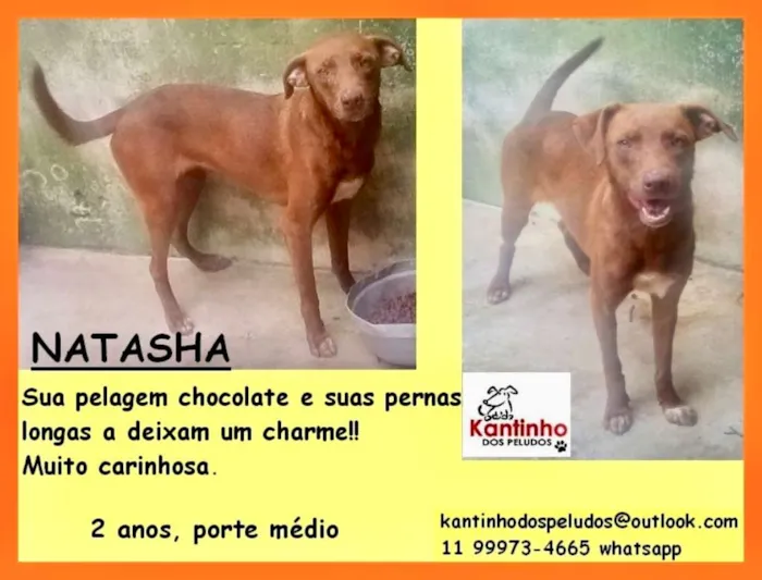 Cachorro ra a  idade 2 anos nome Natasha