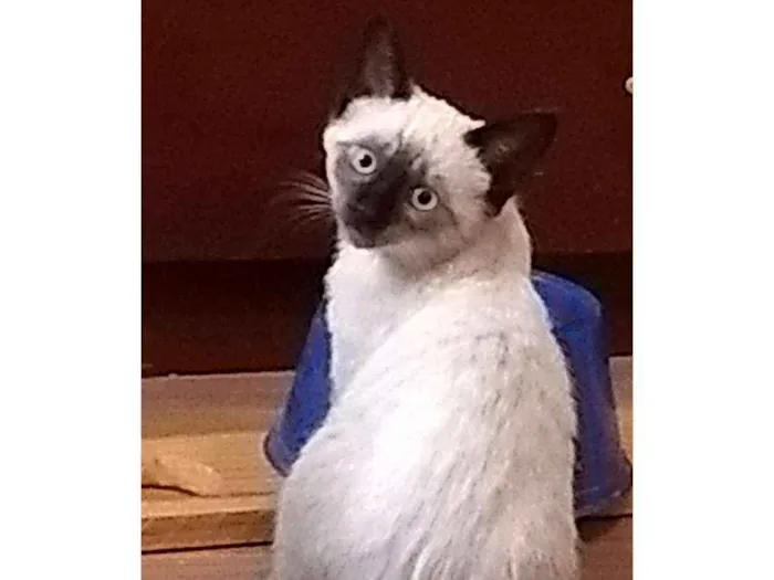 Gato ra a Siamês  idade 2 a 6 meses nome Flor 