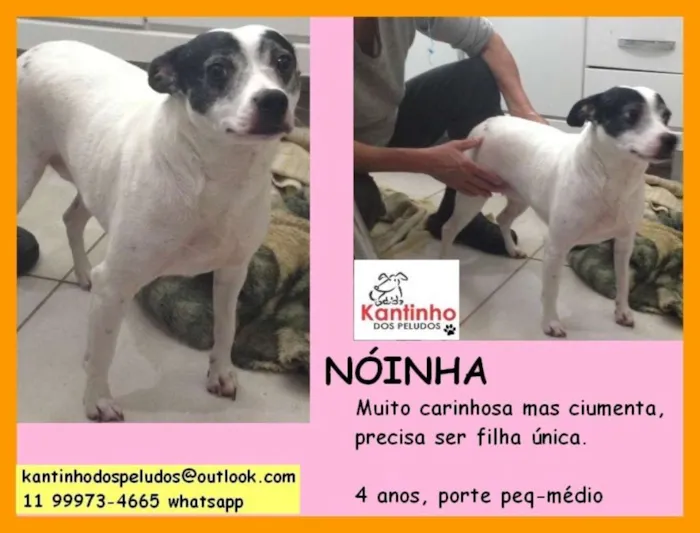 Cachorro ra a  idade 4 anos nome Nóinha