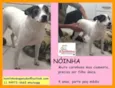 Nóinha