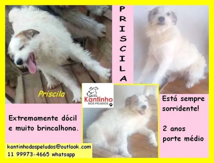 Cachorro ra a  idade 2 anos nome Priscila