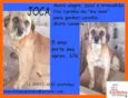 Joca Pequeno