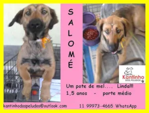 Cachorro raça  idade 1 ano nome Salomé