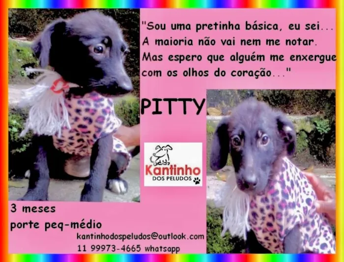 Cachorro ra a  idade 2 a 6 meses nome Pitty Bebezinha