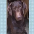 Otávio