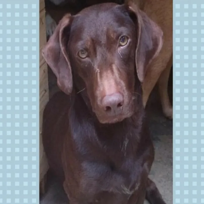 Cachorro ra a  idade 1 ano nome Otávio