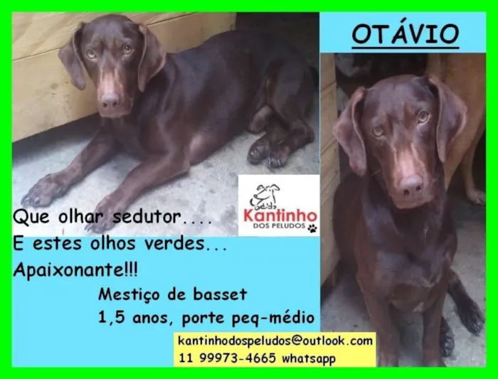 Cachorro ra a  idade 1 ano nome Otávio