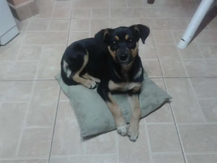 Cachorro ra a Vira lata idade 2 anos nome Laika