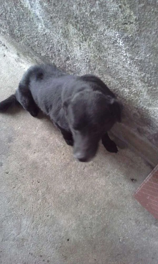 Cachorro ra a Sem raça Definida idade 6 ou mais anos nome Black