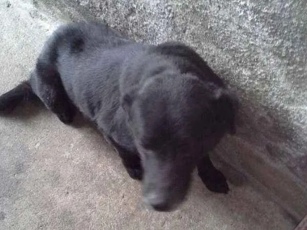 Cachorro ra a Sem raça Definida idade 6 ou mais anos nome Black