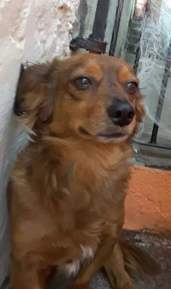 Cachorro ra a Cocker com salsicha idade 3 anos nome Hércules