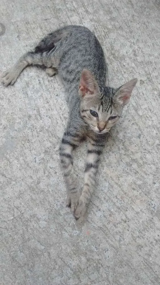 Gato ra a SRD idade 2 a 6 meses nome Amarinho e Trigêmeos