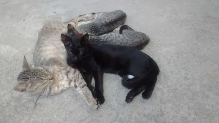 Gato ra a SRD idade 2 a 6 meses nome Amarinho e Trigêmeos