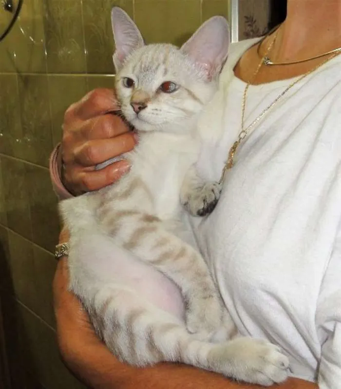 Gato ra a SRD idade 2 a 6 meses nome Aine