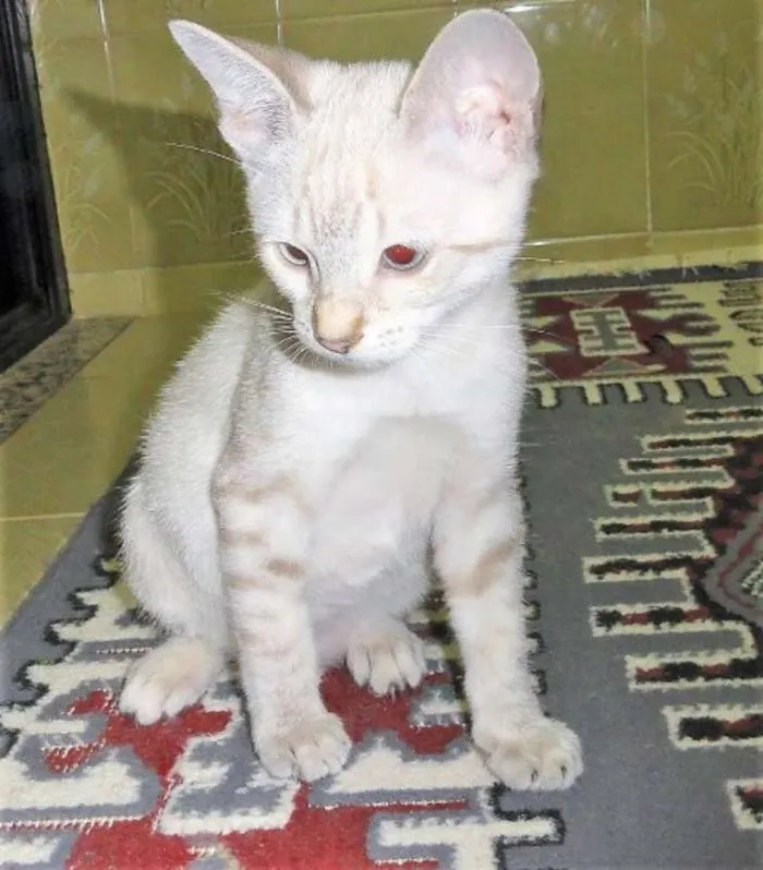 Gato ra a SRD idade 2 a 6 meses nome Aine