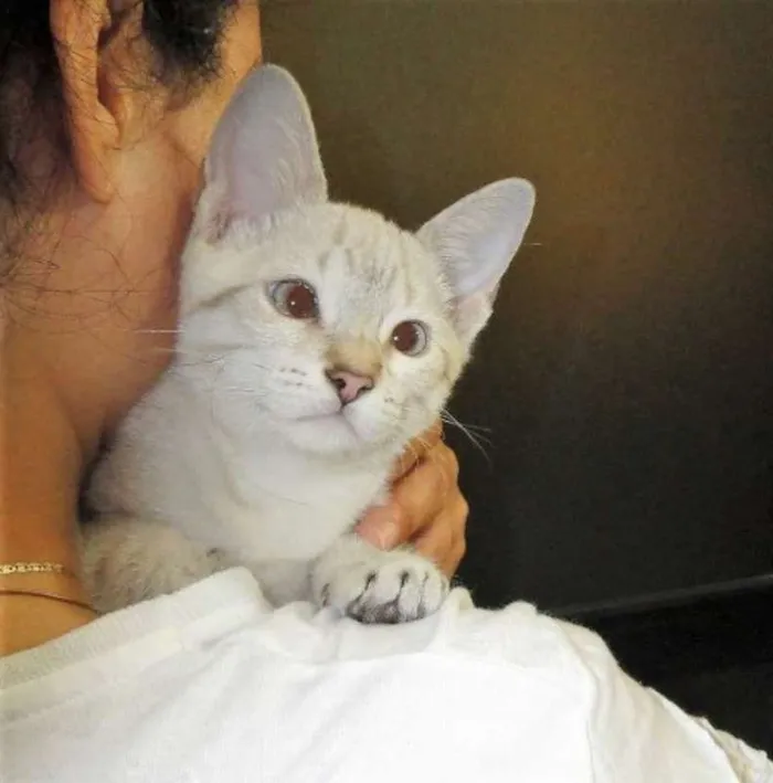 Gato ra a SRD idade 2 a 6 meses nome Aine