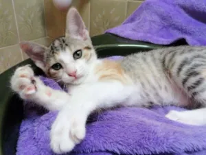 Gato raça SRD idade 2 a 6 meses nome Freya
