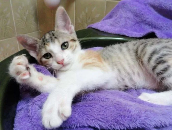 Gato ra a SRD idade 2 a 6 meses nome Freya