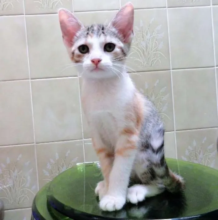 Gato ra a SRD idade 2 a 6 meses nome Freya
