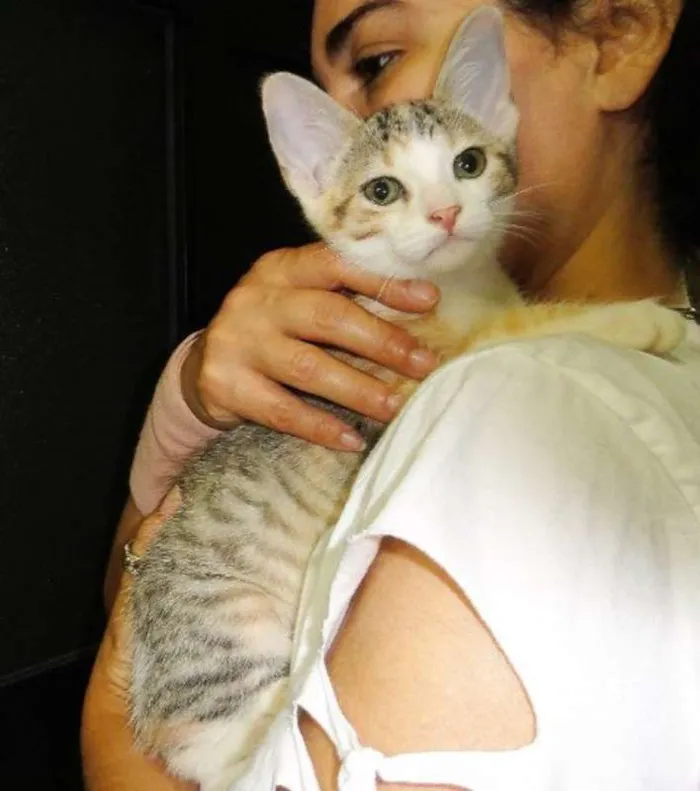 Gato ra a SRD idade 2 a 6 meses nome Freya