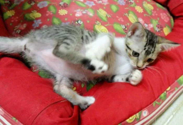 Gato ra a SRD idade 2 a 6 meses nome Frigga