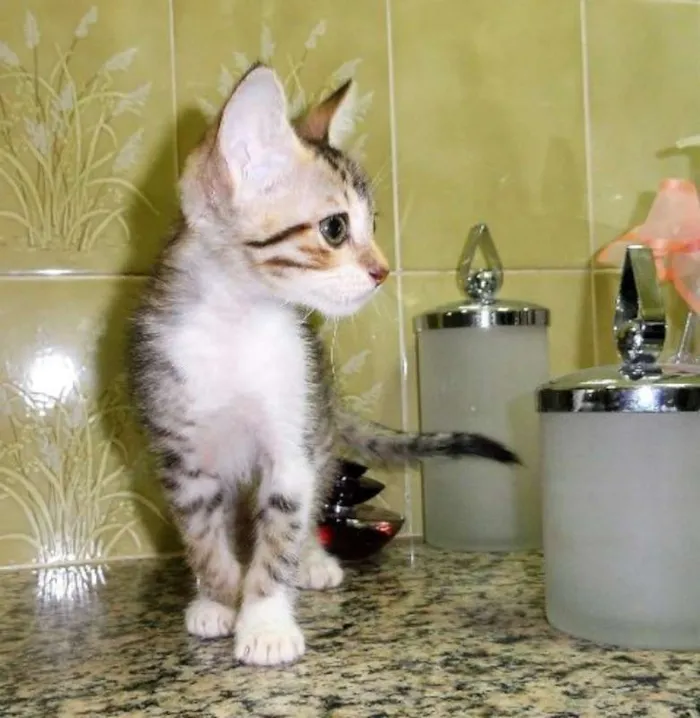 Gato ra a SRD idade 2 a 6 meses nome Frigga