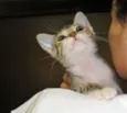 Frigga