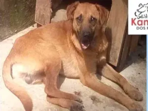 Cachorro raça  idade 2 anos nome Jaiminho