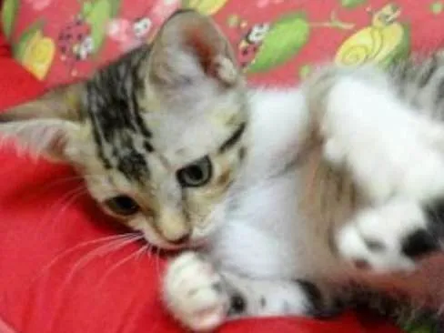 Gato ra a SRD idade 2 a 6 meses nome Frigga