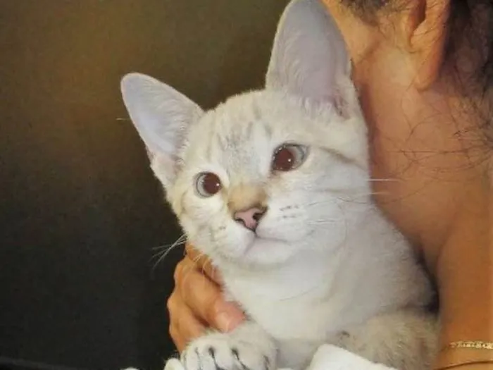 Gato ra a SRD idade 2 a 6 meses nome Aine