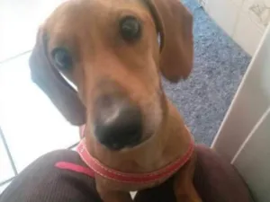 Cachorro raça Salsicha  idade 5 anos nome Toddy