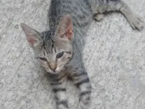 Gato raça SRD idade 2 a 6 meses nome Amarinho e Trigêmeos