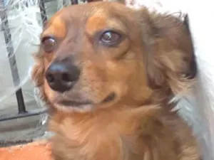 Cachorro raça Cocker com salsicha idade 3 anos nome Hércules