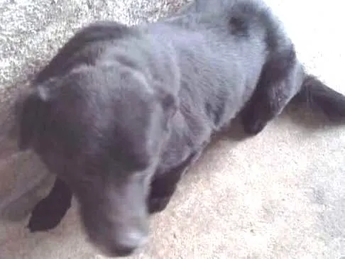 Cachorro ra a Sem raça Definida idade 6 ou mais anos nome Black