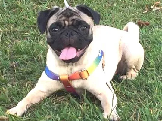 Cachorro ra a Pug idade 4 anos nome Maggie