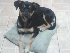 Cachorro raça Vira lata idade 2 anos nome Laika