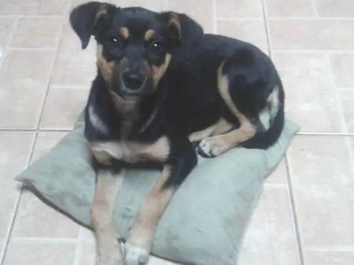 Cachorro ra a Vira lata idade 2 anos nome Laika